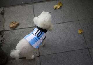 fifa world cup in argentina even dogs get snazzy... fifa world cup in argentina even dogs get snazzy...