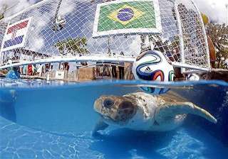 fifa world cup brazil s animal oracle predicts... fifa world cup brazil s animal oracle predicts...