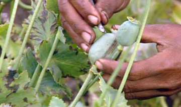 opium trade goes unhindered in eastern arunachal... opium trade goes unhindered in eastern arunachal...