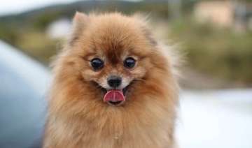 hilarious pomeranian sneeze ever - India TV hilarious pomeranian sneeze ever - India TV