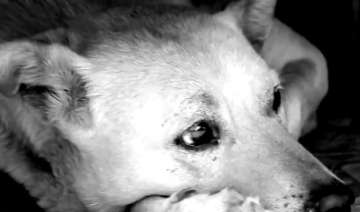 will street dogs ever get a chance to say my... will street dogs ever get a chance to say my...