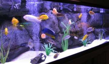 aquariums can lower bp improve mood - India TV aquariums can lower bp improve mood - India TV
