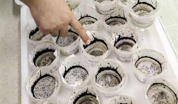 china sets up world s largest mosquito factory to... china sets up world s largest mosquito factory to...