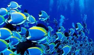 warming oceans drive fish deeper - India TV warming oceans drive fish deeper - India TV