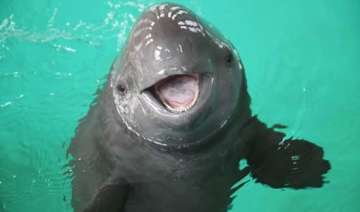 mexico wants to ban nets save endangered porpoise... mexico wants to ban nets save endangered porpoise...