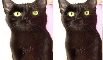 italian cat inherits 10 million after his wealthy... italian cat inherits 10 million after his wealthy...
