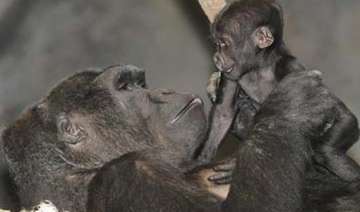 san diego zoo performs rare caesarean section on... san diego zoo performs rare caesarean section on...