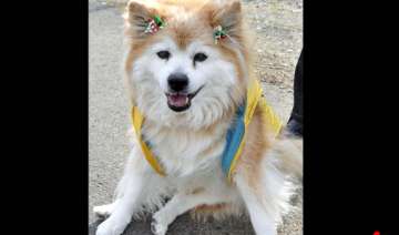 world s oldest dog dies in japan at age 26 -... world s oldest dog dies in japan at age 26 -...