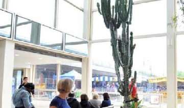 16 foot cactus severely injures us city worker -... 16 foot cactus severely injures us city worker -...
