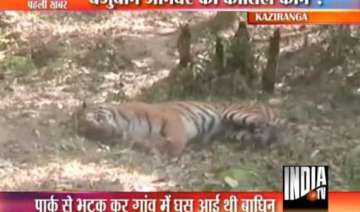 assam policemen fire from ak 47 kill tigress near... assam policemen fire from ak 47 kill tigress near...