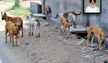 catch and send stray dogs to northeast says... catch and send stray dogs to northeast says...