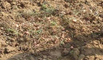 extensive damage to agra s potato and mustard... extensive damage to agra s potato and mustard...