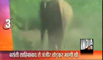 female elephant on the rampage in ghaziabad -... female elephant on the rampage in ghaziabad -...