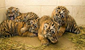 four tiger cubs born in patna zoo - India TV four tiger cubs born in patna zoo - India TV