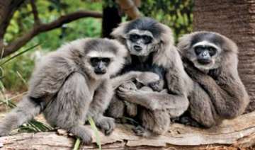 gibbon family translocated to arunachal pradesh -... gibbon family translocated to arunachal pradesh -...