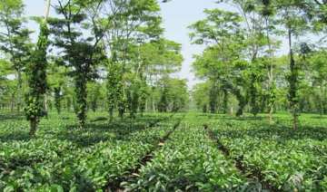 nasa s soil mission to rejuvenate classic assam... nasa s soil mission to rejuvenate classic assam...
