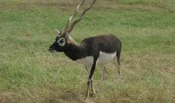 one held by forest department police for poaching... one held by forest department police for poaching...
