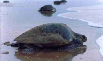 turtle nesting sites mangroves at high risk due... turtle nesting sites mangroves at high risk due...