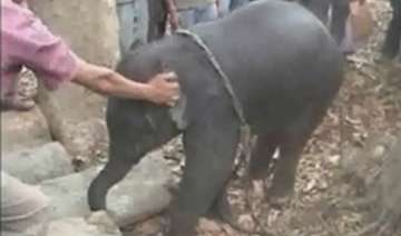 lost elephant calf rescued in assam - India TV lost elephant calf rescued in assam - India TV