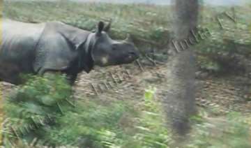 rhinoceros strays into assam tea garden - India TV rhinoceros strays into assam tea garden - India TV