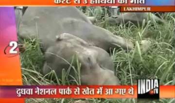 three elephants electrocuted in up - India TV three elephants electrocuted in up - India TV