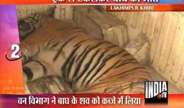 tigress killed in road mishap - India TV tigress killed in road mishap - India TV
