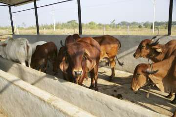 Rajasthan imposes 10 pc cow cess on stamp duty... Rajasthan imposes 10 pc cow cess on stamp duty...