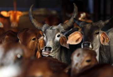 aadhar card for cows aadhar card for cows