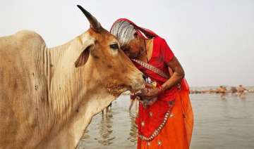 Rajasthan HC has asked the Centre to declare cow... Rajasthan HC has asked the Centre to declare cow...