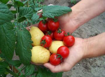 Be careful while eating potatoes, tomatoes. Be careful while eating potatoes, tomatoes.