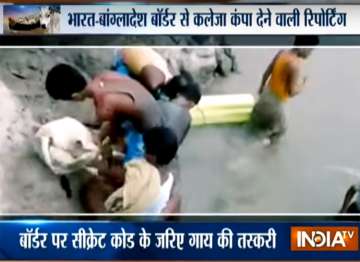 Cow smuggling on India-Bangladesh riverine border... Cow smuggling on India-Bangladesh riverine border...