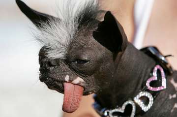 world's ugliest dog competition held in... world's ugliest dog competition held in...