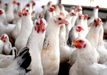 indian poultry farms antibiotic resistance indian poultry farms antibiotic resistance