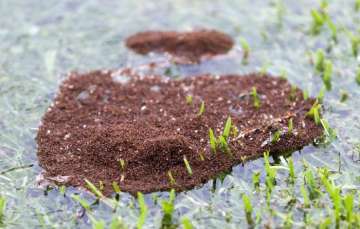 fire ants colony after Harvey fire ants colony after Harvey