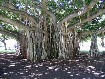 banyan tree madhya pradesh India TV banyan tree madhya pradesh India TV