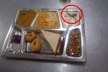 Dead rat in food Dead rat in food