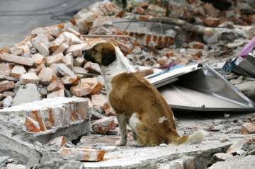 Mexico earthquake Mexico earthquake