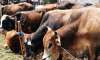 Muslim man transporting cows found dead in Rajasthan's Alwar