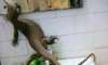 OMG! Mega lizard found inside girls’ hostel in Delhi