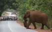 In the viral clip, an elephant emerges from a forest with a