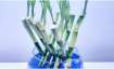 Vastu Tips: Keep bamboo plant in this direction of the house for happiness and prosperity