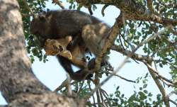 baboon grooms lion cub, lion cub and baboon, baboon and lion cub, rare pictures, unusual sight, rare