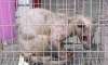 oriental yeti discovered in china
