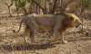 lion to replace tiger as national animal