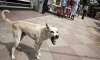 stray dogs maul 6 year old girl to death in mp villagers to