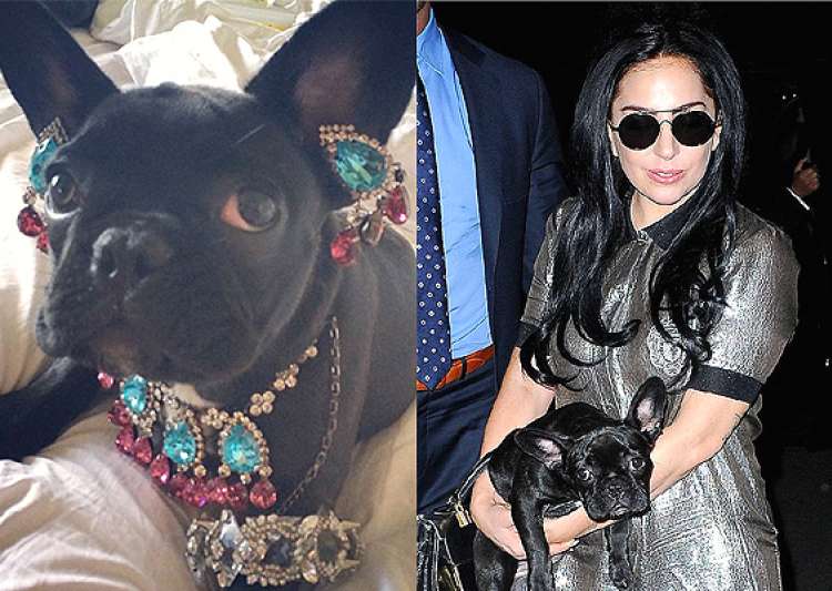 Lady Gaga dresses up pet in jewellery, slammed by PETA