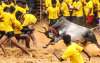 Tamil Nadu: Madurai organises Jallikattu on Pongal, up to 1
