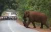 In the viral clip, an elephant emerges from a forest with a